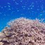 ラームの珊瑚