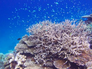 Maldives-Six Senses Laamu diving